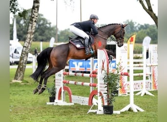 Oldenburger, Merrie, 14 Jaar, 166 cm, Donkerbruin