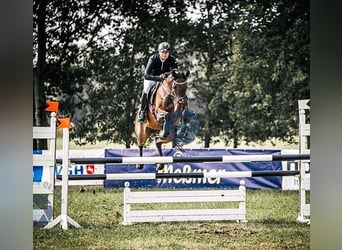 Oldenburger, Merrie, 14 Jaar, 166 cm, Donkerbruin