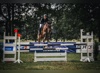 Oldenburger, Merrie, 14 Jaar, 166 cm, Donkerbruin