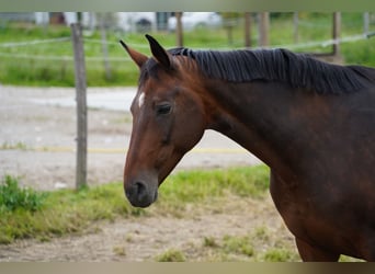 Oldenburger, Merrie, 14 Jaar, 168 cm, Bruin