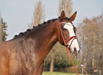 Oldenburger, Merrie, 14 Jaar, 168 cm, Bruin