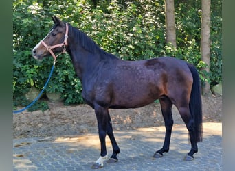 Oldenburger, Merrie, 14 Jaar, 168 cm, Donkerbruin