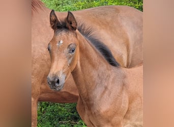 Oldenburger, Merrie, 14 Jaar, 168 cm, Donkere-vos