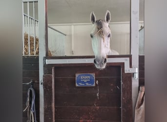 Oldenburger, Merrie, 14 Jaar, 168 cm, Schimmel