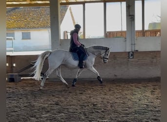 Oldenburger, Merrie, 14 Jaar, 168 cm, Schimmel