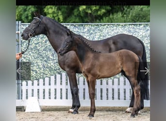 Oldenburger, Merrie, 14 Jaar, 168 cm, Zwart