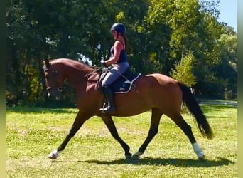 Oldenburger, Merrie, 14 Jaar, 170 cm, Bruin