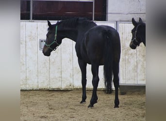 Oldenburger, Merrie, 14 Jaar, 170 cm, Donkerbruin