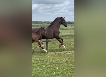Oldenburger, Merrie, 14 Jaar, 170 cm, Donkere-vos