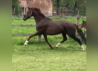 Oldenburger, Merrie, 14 Jaar, 170 cm, Donkere-vos