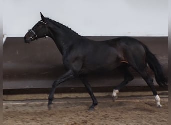 Oldenburger, Merrie, 14 Jaar, 170 cm, Zwartbruin
