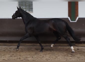 Oldenburger, Merrie, 14 Jaar, 170 cm, Zwartbruin