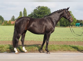 Oldenburger, Merrie, 14 Jaar, 170 cm, Zwartbruin