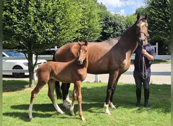 Oldenburger, Merrie, 14 Jaar, 171 cm, Bruin