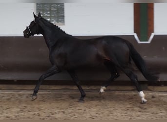 Oldenburger, Merrie, 14 Jaar, 171 cm, Zwartbruin