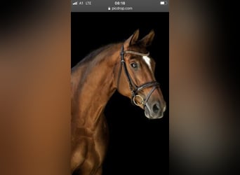 Oldenburger, Merrie, 14 Jaar, 172 cm, Bruin