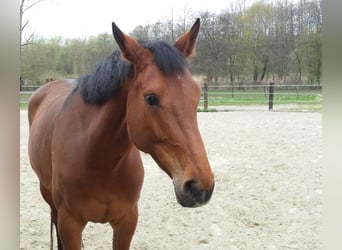 Oldenburger, Merrie, 14 Jaar, 172 cm, Bruin