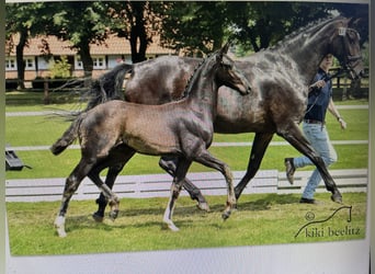 Oldenburger, Merrie, 14 Jaar, 173 cm, Donkerbruin