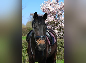 Oldenburger, Merrie, 14 Jaar, 180 cm, Zwartbruin