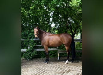 Oldenburger, Merrie, 15 Jaar, 160 cm, Brauner