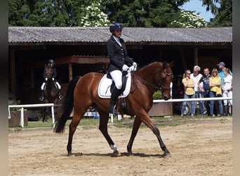 Oldenburger, Merrie, 15 Jaar, 160 cm, Brauner