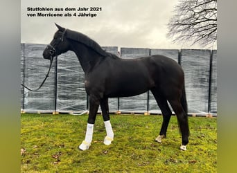 Oldenburger, Merrie, 15 Jaar, 163 cm, Bruin