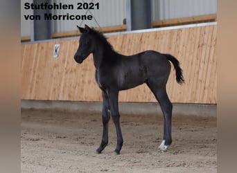 Oldenburger, Merrie, 15 Jaar, 163 cm, Bruin