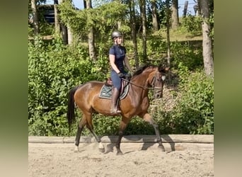 Oldenburger, Merrie, 15 Jaar, 164 cm, Bruin
