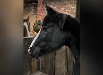 Oldenburger, Merrie, 15 Jaar, 164 cm, Zwart