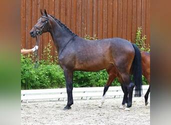 Oldenburger, Merrie, 15 Jaar, 165 cm, Brauner