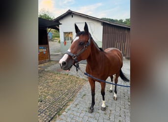 Oldenburger, Merrie, 15 Jaar, 165 cm, Bruin