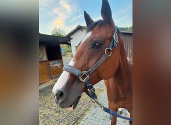 Oldenburger, Merrie, 15 Jaar, 165 cm, Bruin