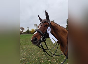 Oldenburger, Merrie, 15 Jaar, 165 cm, Vos