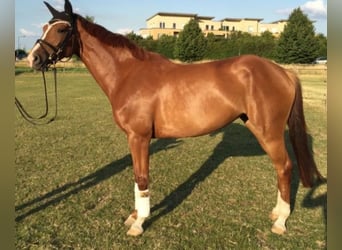 Oldenburger, Merrie, 15 Jaar, 165 cm, Vos