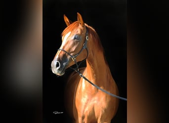 Oldenburger, Merrie, 15 Jaar, 165 cm, Vos