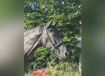 Oldenburger, Merrie, 15 Jaar, 165 cm, Zwartbruin