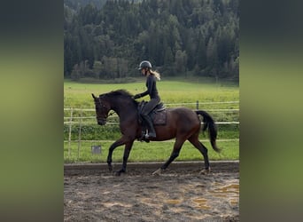 Oldenburger, Merrie, 15 Jaar, 166 cm, Bruin