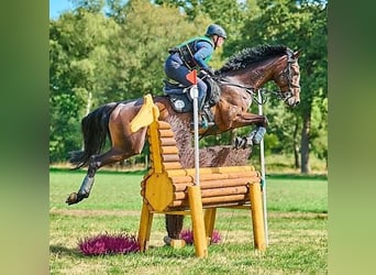 Oldenburger, Merrie, 15 Jaar, 166 cm, Donkerbruin