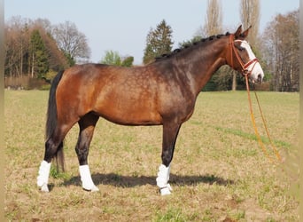 Oldenburger, Merrie, 15 Jaar, 168 cm, Bruin