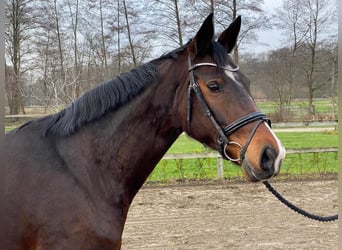 Oldenburger, Merrie, 15 Jaar, 168 cm, Donkerbruin