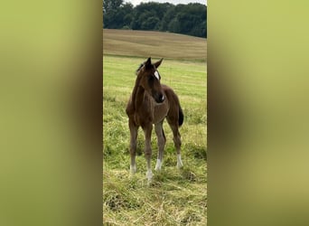 Oldenburger, Merrie, 15 Jaar, 168 cm, Donkerbruin