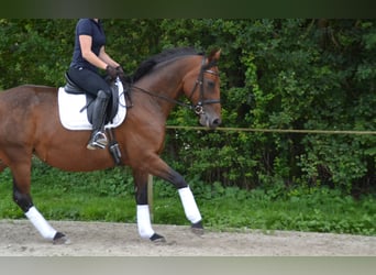 Oldenburger, Merrie, 15 Jaar, 168 cm