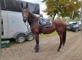 Oldenburger, Merrie, 15 Jaar, 172 cm, Bruin