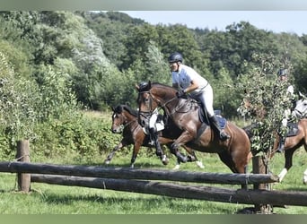 Oldenburger, Merrie, 15 Jaar, 172 cm, Bruin