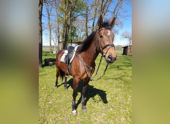 Oldenburger, Merrie, 15 Jaar, 172 cm, Bruin