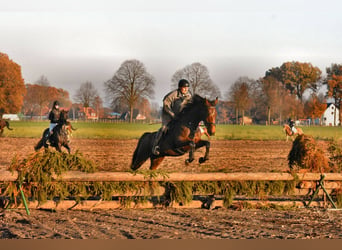Oldenburger, Merrie, 15 Jaar, 172 cm, Bruin