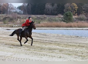 Oldenburger, Merrie, 15 Jaar, 172 cm, Bruin