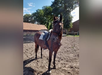 Oldenburger, Merrie, 15 Jaar, 172 cm, Bruin