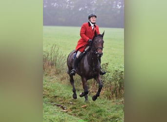 Oldenburger, Merrie, 15 Jaar, 172 cm, Bruin