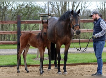 Oldenburger, Merrie, 15 Jaar, 172 cm, Donkerbruin
